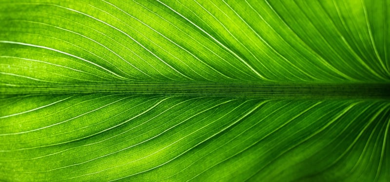 Eco-friendly presents